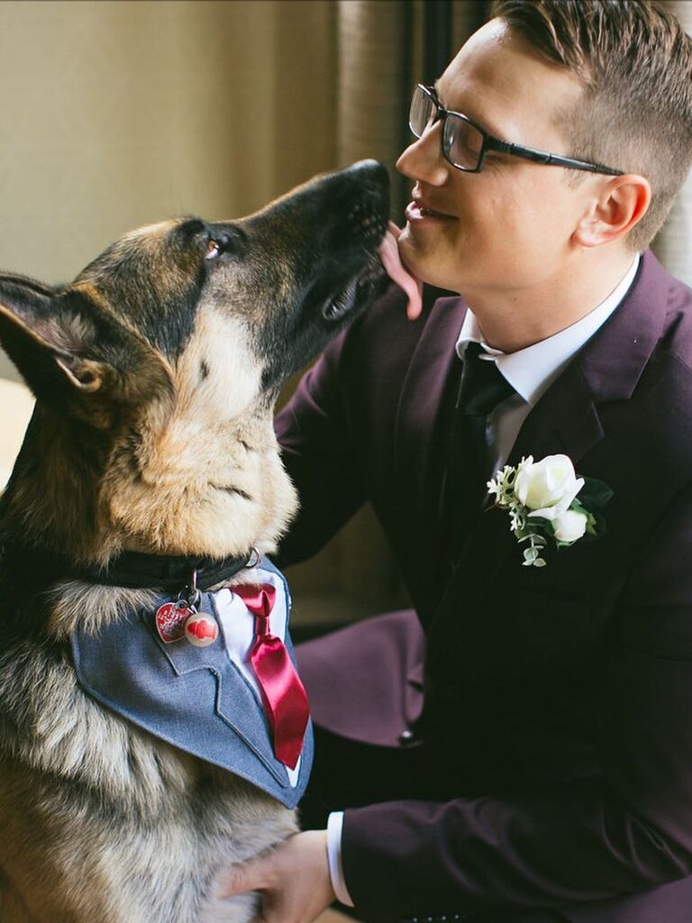Dog wearing gray tuxedo for wedding