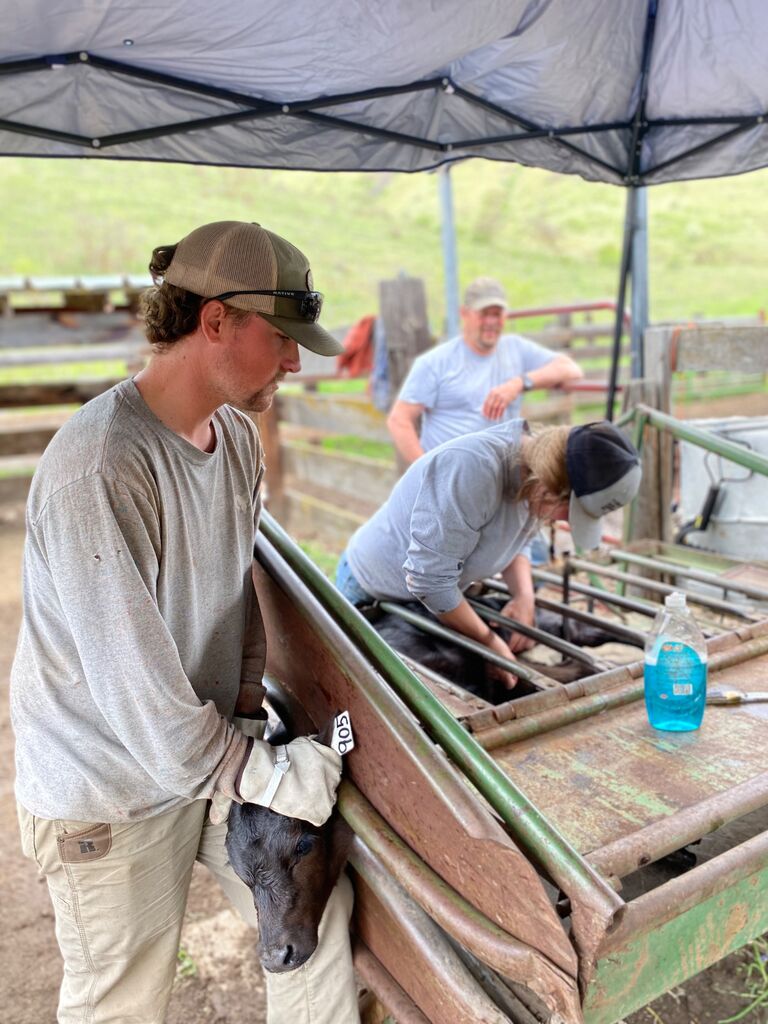 Working calves