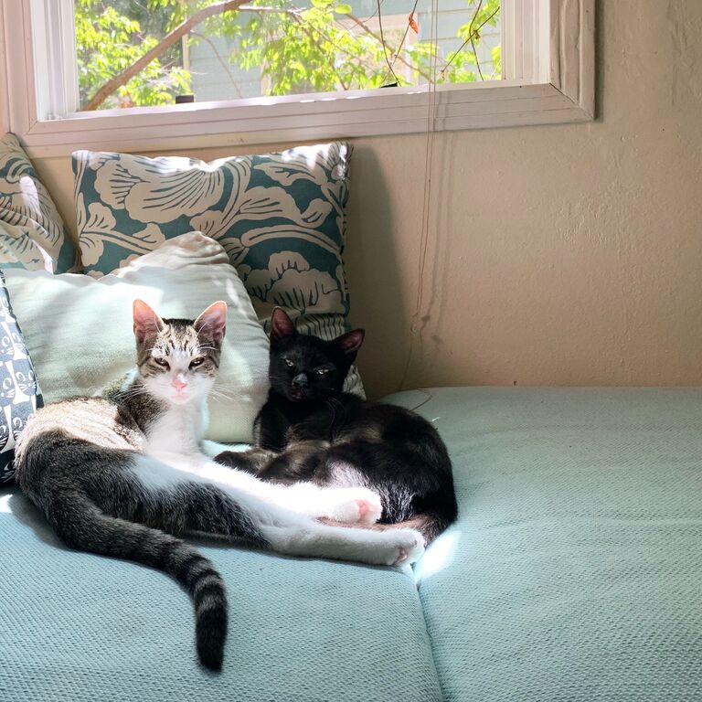 We adopted Emma and Zia! 