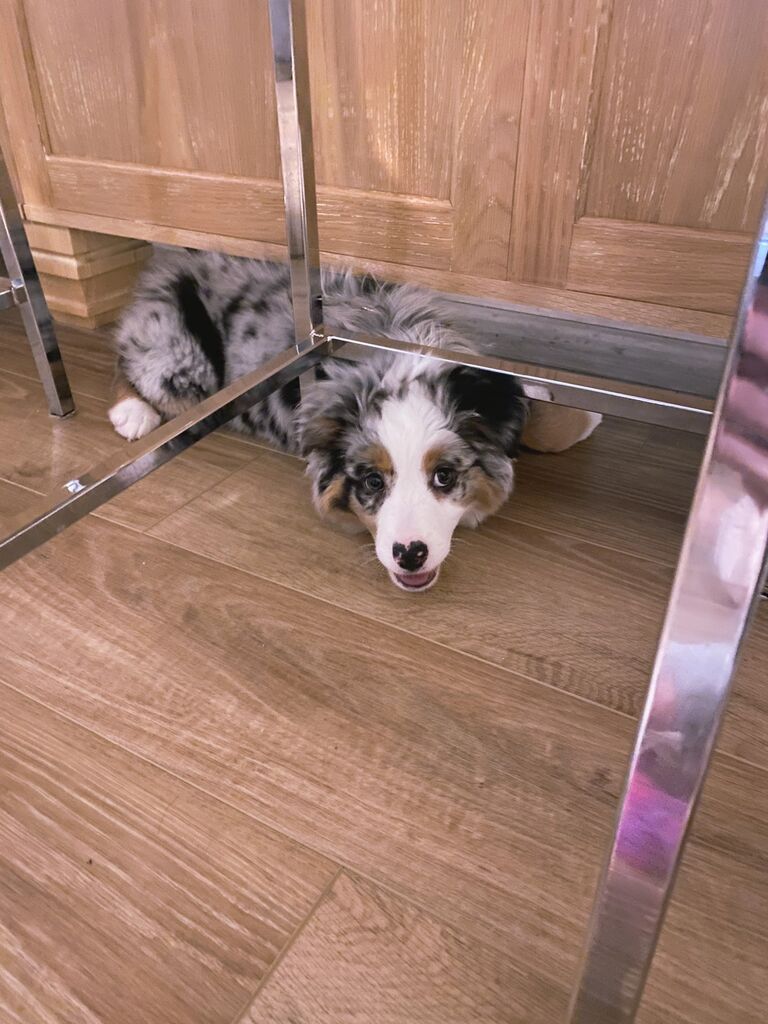 Bella decides to be cute