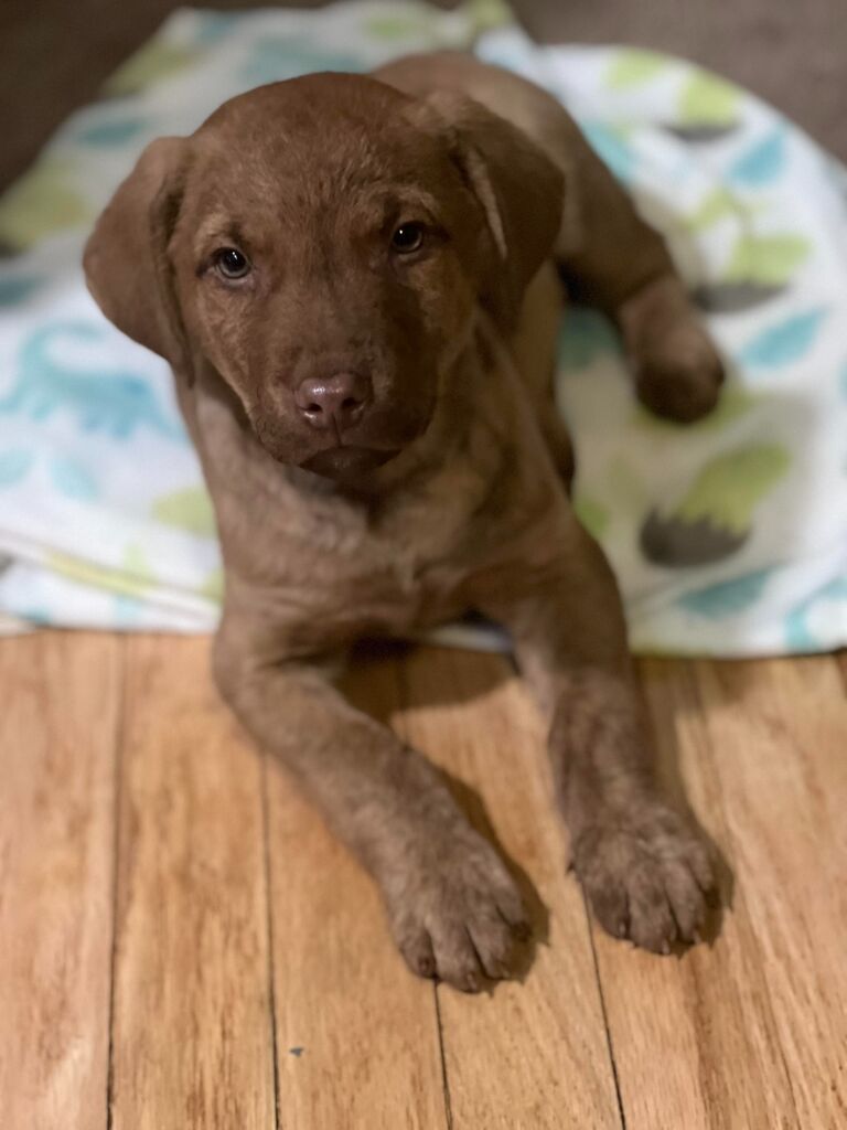 The day we brought home Bushel