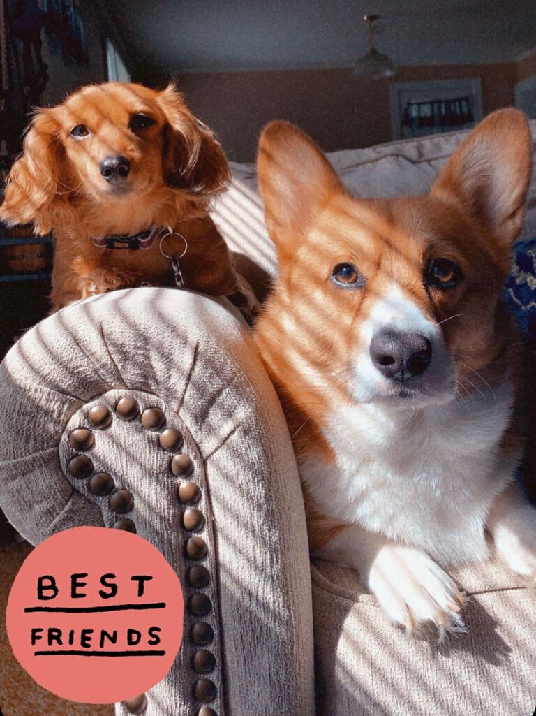 Their dogs become best friends.