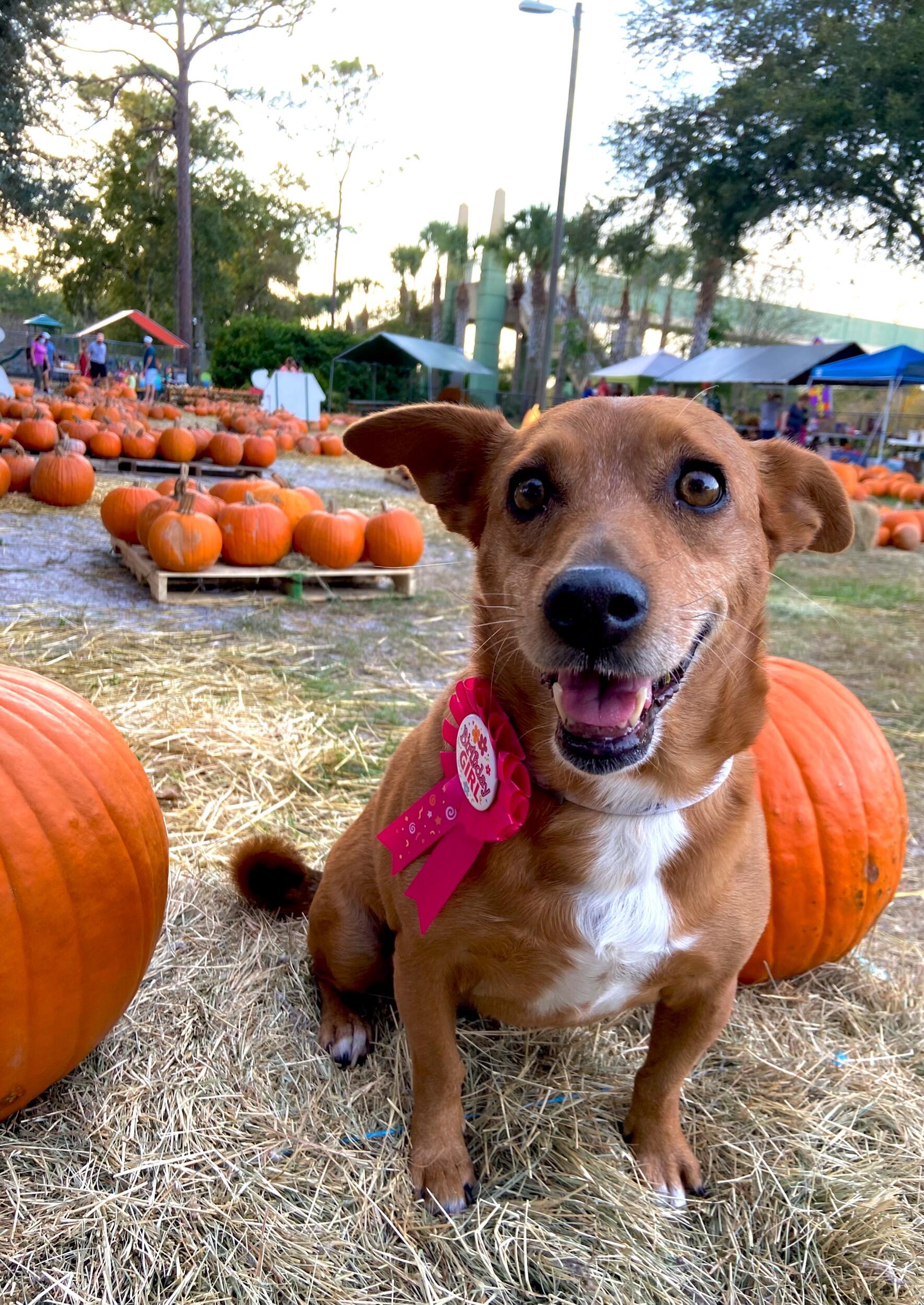 Celebrating Bug's 1st "Gotcha Day!"