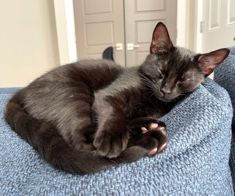 The day we adopted our cat Salem