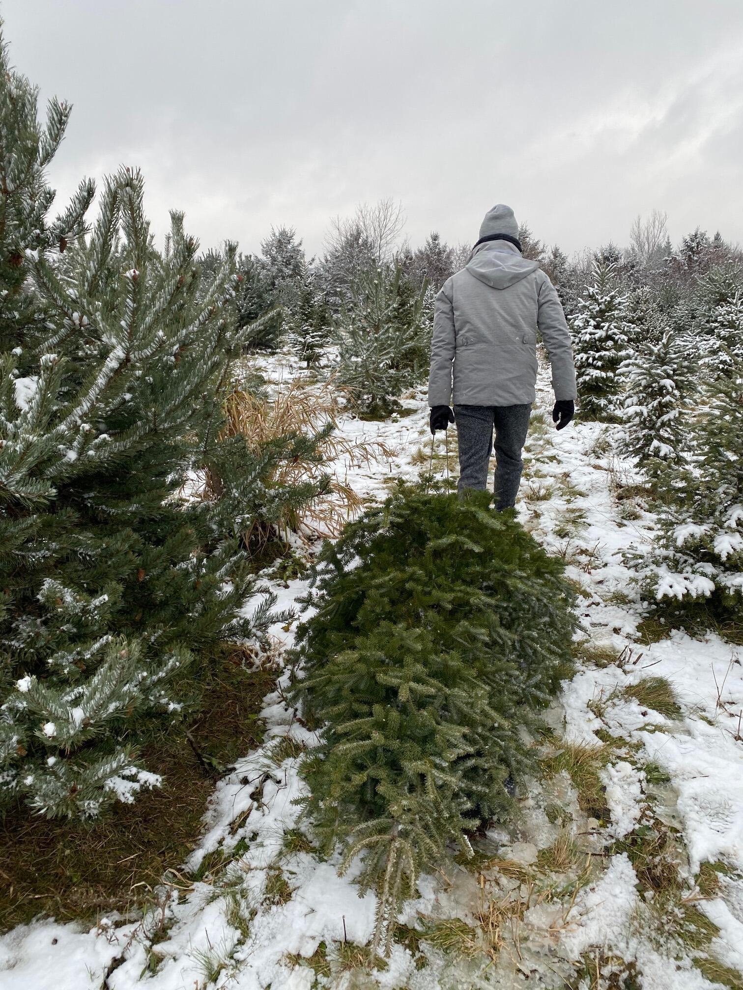 As apartment life doesn't offer all that much for storage, Carl & Ivana have loved getting a real Christmas tree the last couple years. 