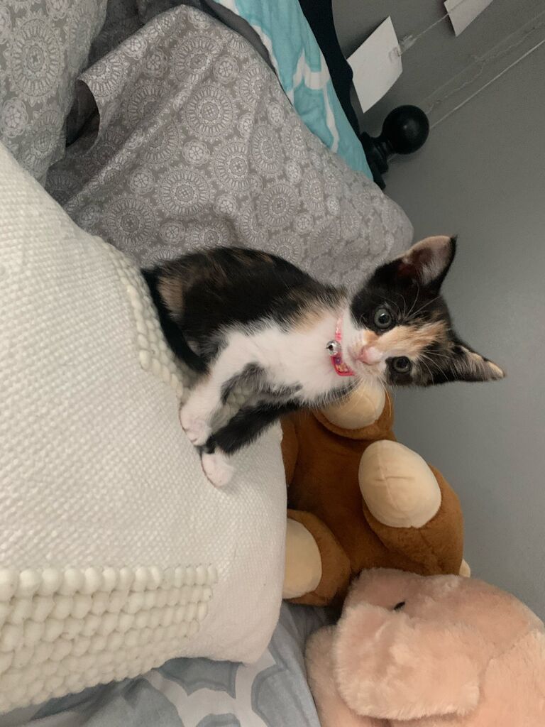Summer 2021, Truffles was born!