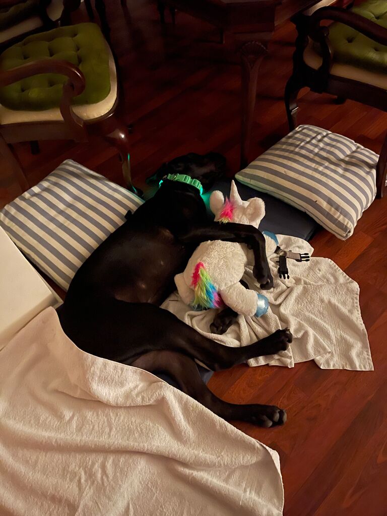 Cuddles with his unicorn
