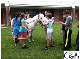Choyce Party Ponies, Clown & Bounce - Pony Rides - Port Saint Lucie, FL - Hero Gallery 2