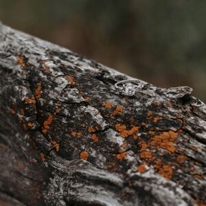 Gallery Photo 12