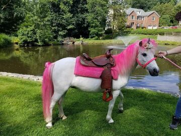 Aly's Ponies & Traveling Barnyard - Pony Rides - Poughkeepsie, NY - Hero Main