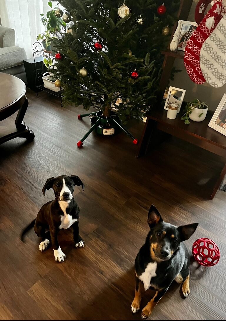 Our first Christmas in our house with our babies!