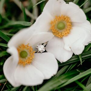 Gallery Photo 26