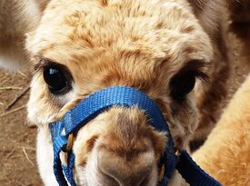 Circle K Farm – Alpacas & Farm Animals - Animal For A Party - East Hampton, CT - Hero Gallery 3