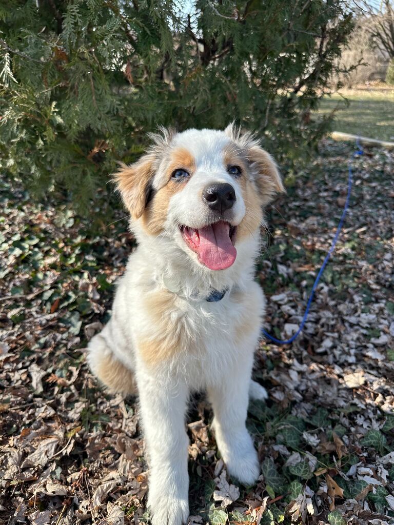 Bear was welcomed into the family