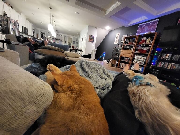 ...and even the cats and dogs are starting to agree!  (Yes, all six of us are in this one photo!)