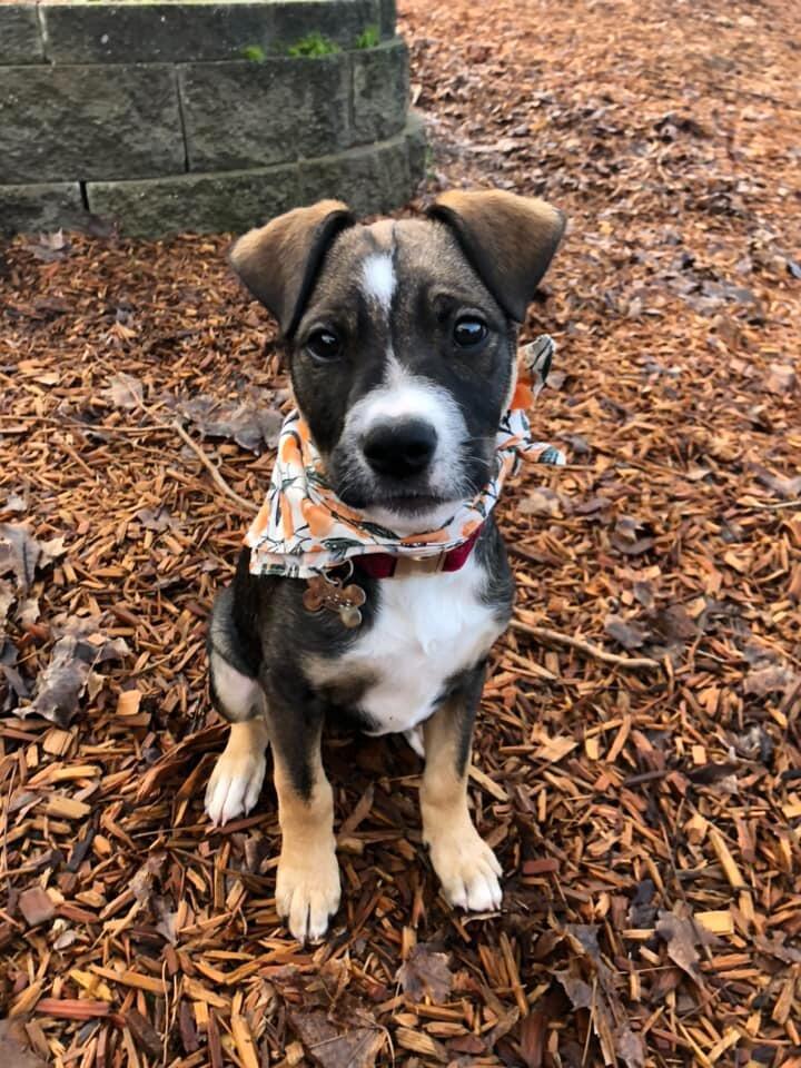 Welcome Home Maple!!