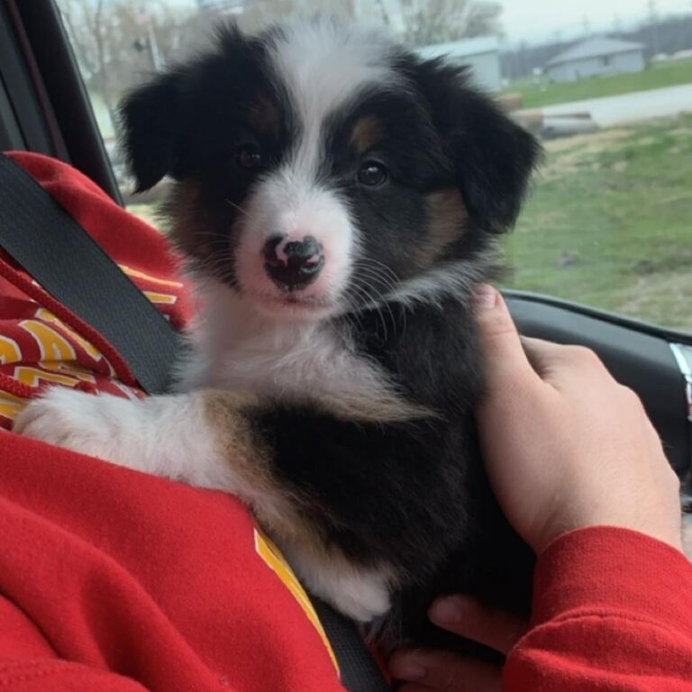 In the spring of 2021 we adopted our dog Nash!