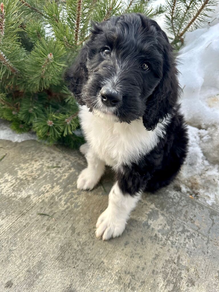 Welcomed Our Sweet Ovi
