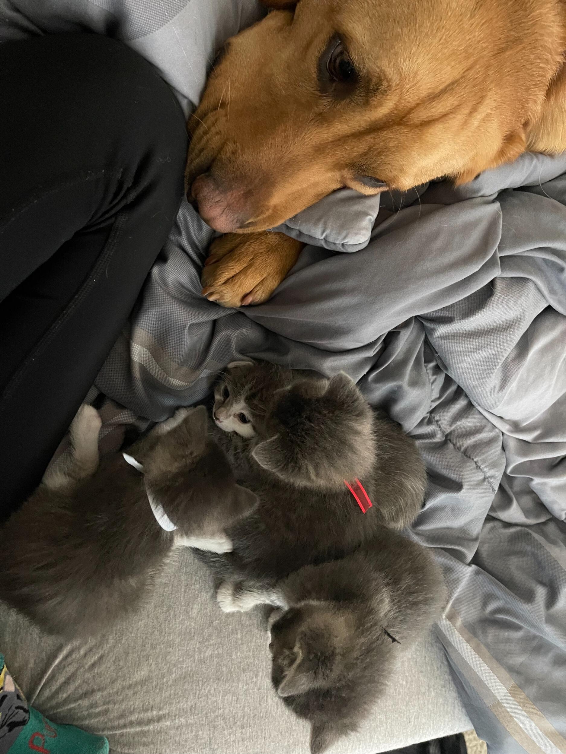 Michael and Tania fostered their first litter of kittens. They were all adopted within a week. 