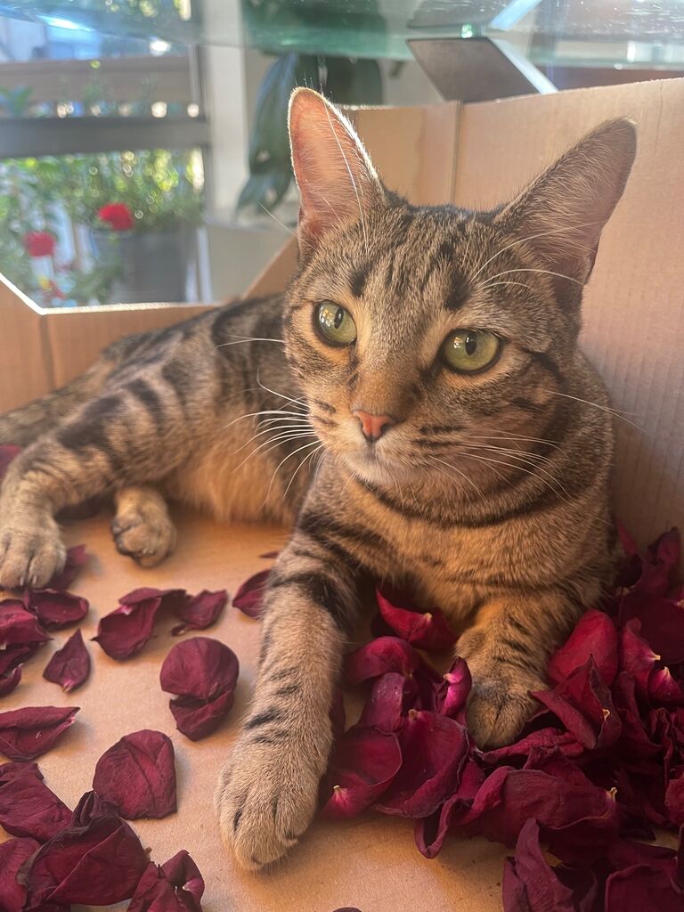 We adopted our second baby, PhiPhi