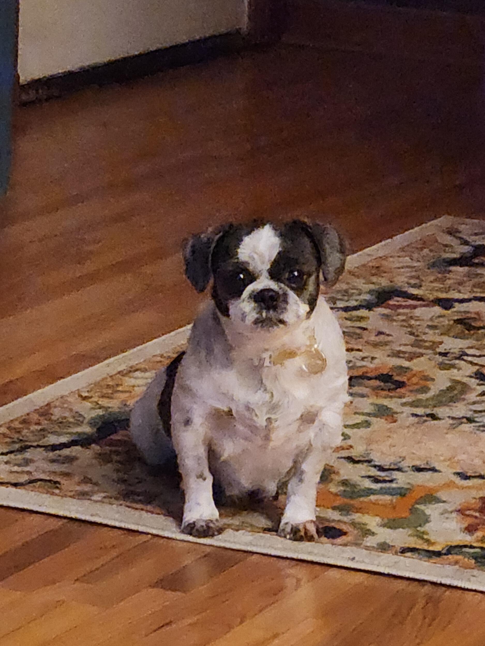 The Day We Brought Home Millie from 716 Paws.