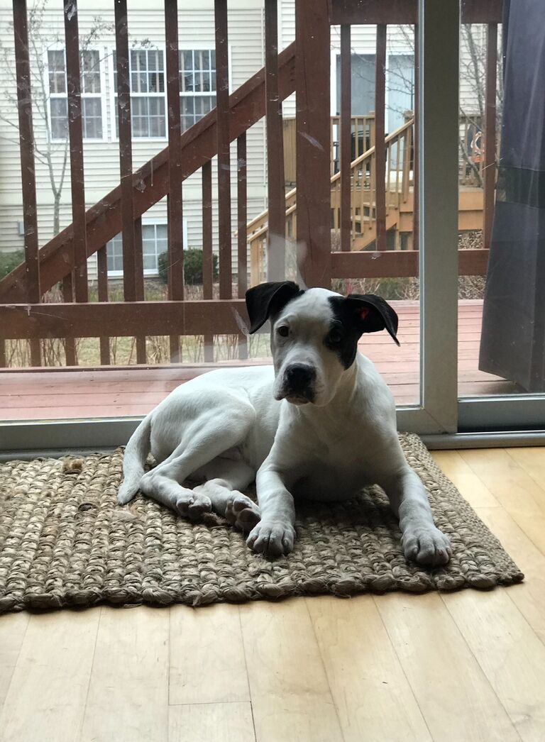 We foster failed and welcomed Dunkin to our family! 