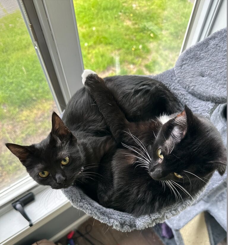 Pepper got a sister! Logan and Emma adopted their second fur baby, Winnie.