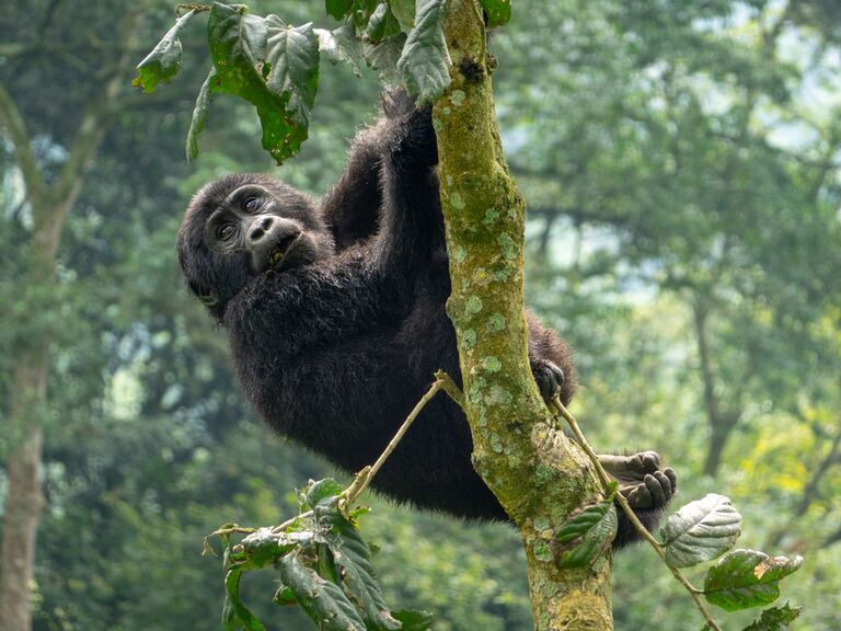 Gorilla in Jungle with Palm leaves Welcome Mat by Move-Art