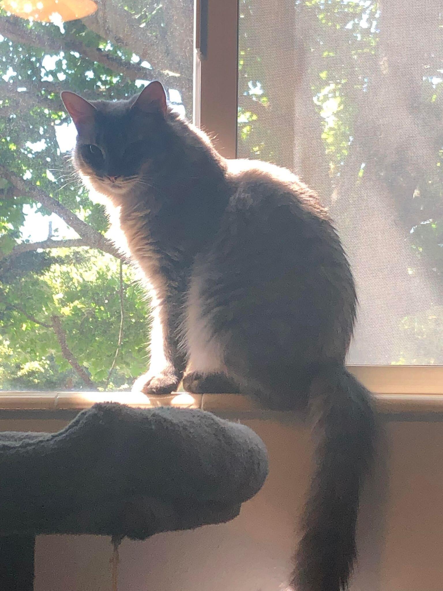 We adopted Ivy from Homeward Pet in Woodinville, giving Bo a little sister.