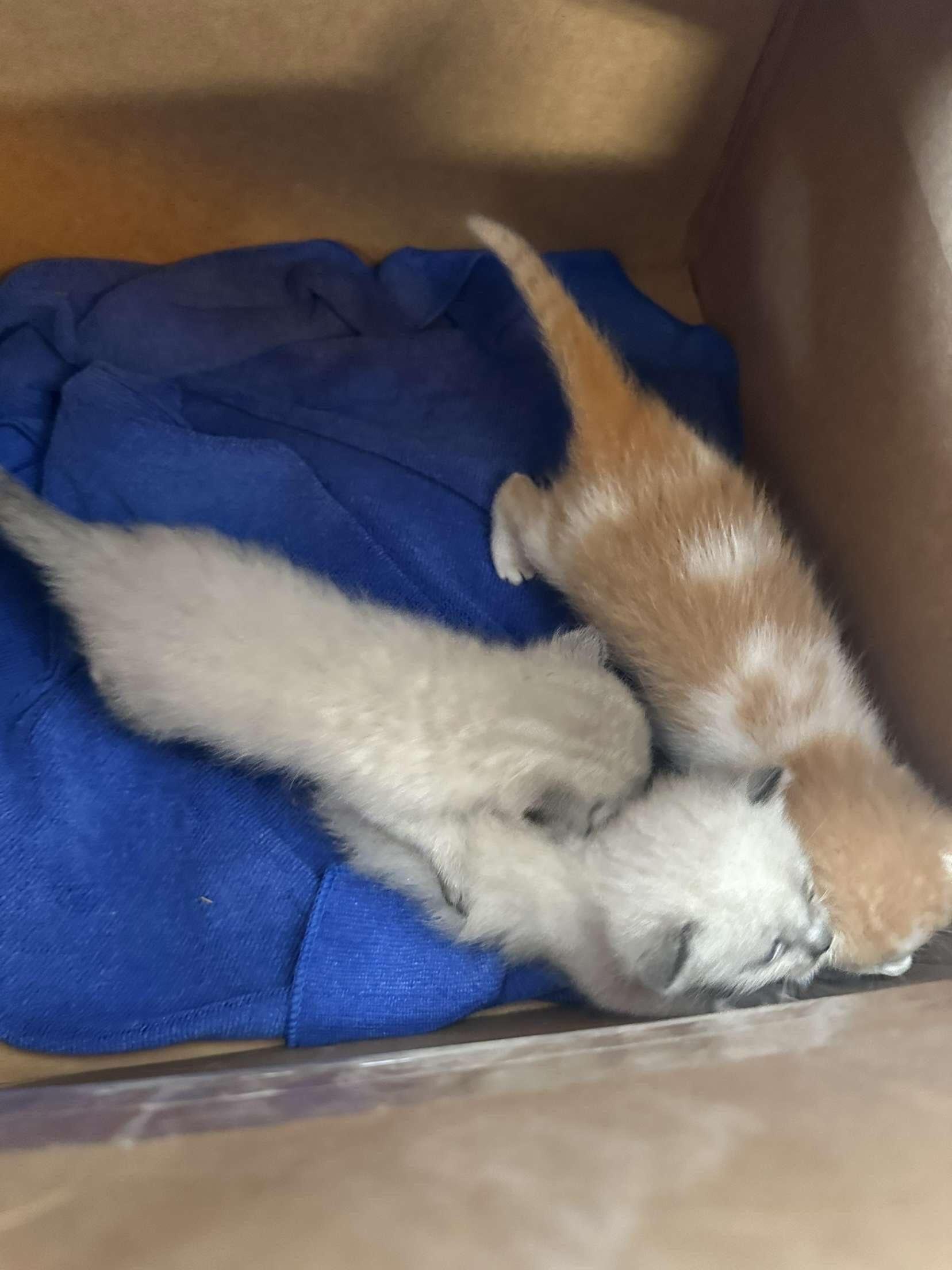 Got Our Three Babies (Fern, Finn, Fish)