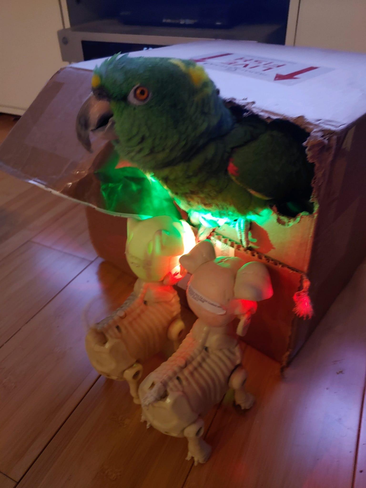 Josh enjoying his "Daddy daycare!" 🦜