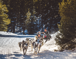 Couple dogsledding as their wedding getaway car. 