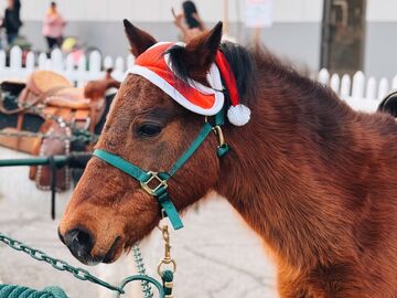 Haley’s Petting Zoo - Animal For A Party - Hemet, CA - Hero Main