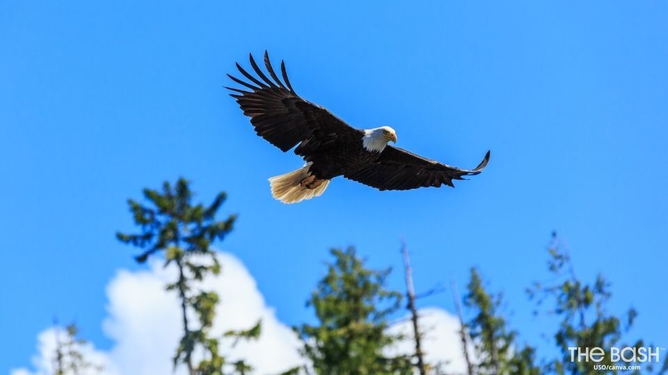 American Bald Eagle Zoom Background