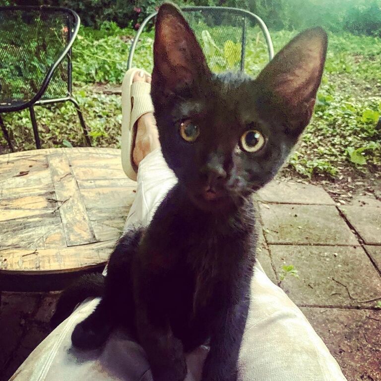 And shortly after adopted Coco - their second fur baby. 