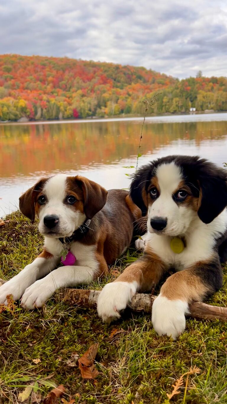 The babies first time at Sand Lake, sharing sticks and chasing chippy's!