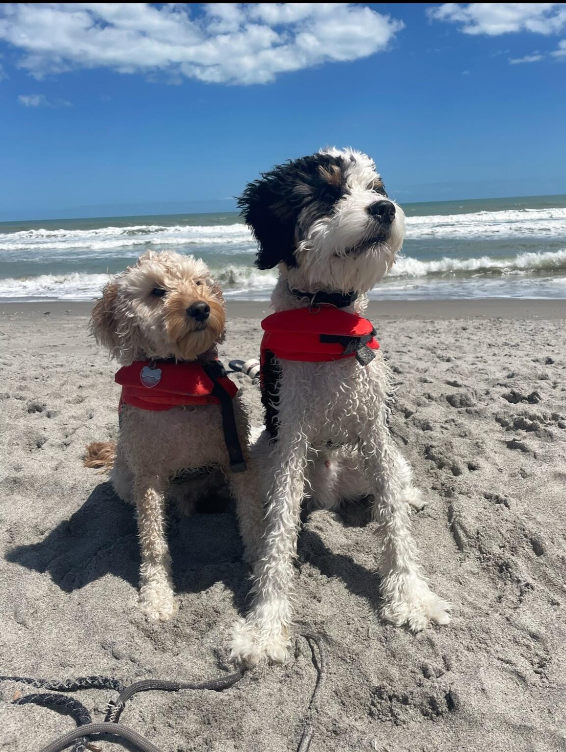 The Boys first time seeing the Ocean!