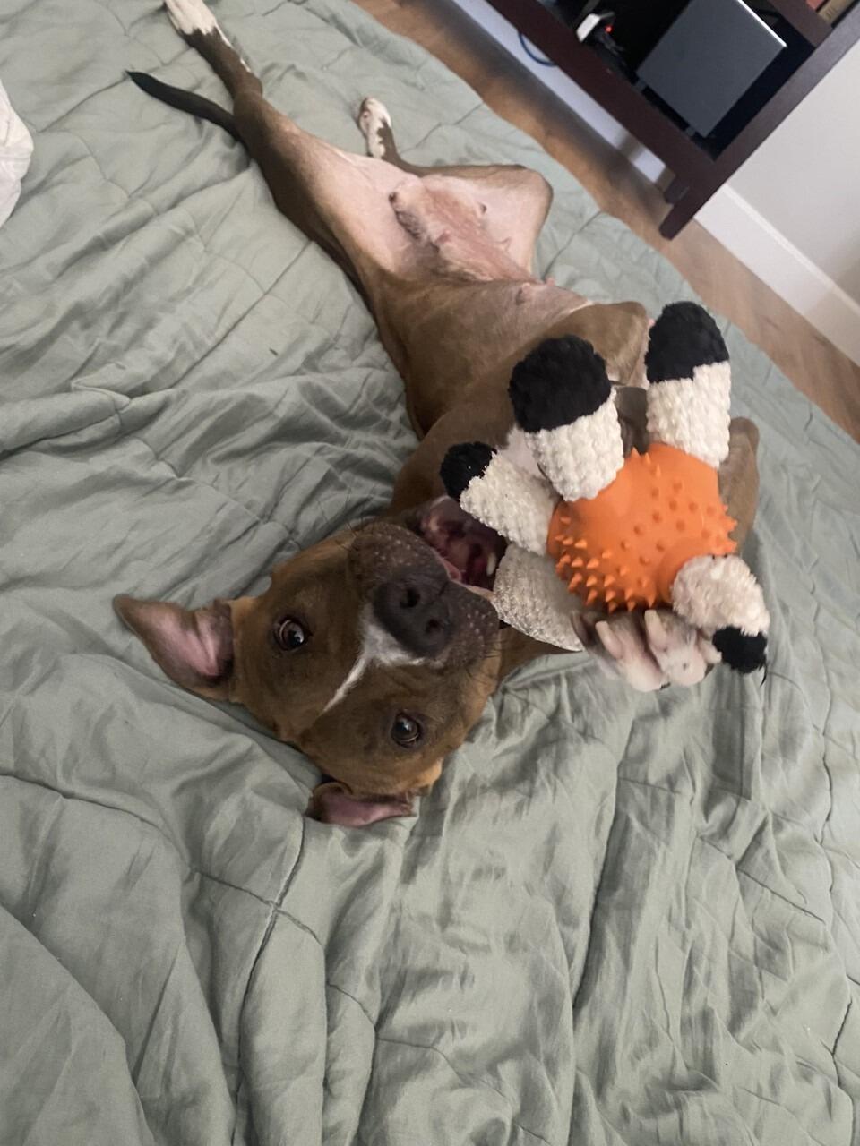 We adopted our Hazel and became a family of 4! 