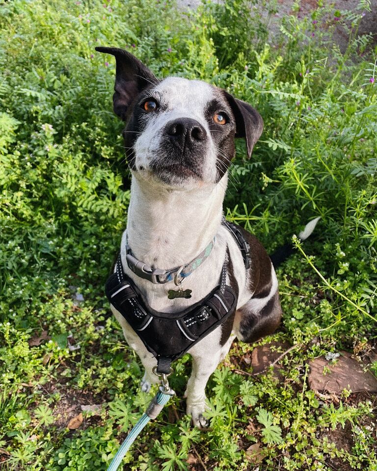 Adopted our first pet together, Piper!
