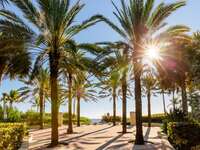 Palm trees on Miami Beach Boardwalk.