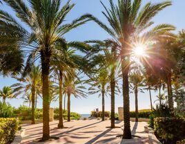 Palm trees on Miami Beach Boardwalk.