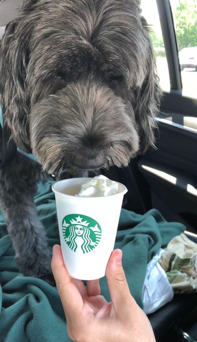 ...the occasional puppuccino,