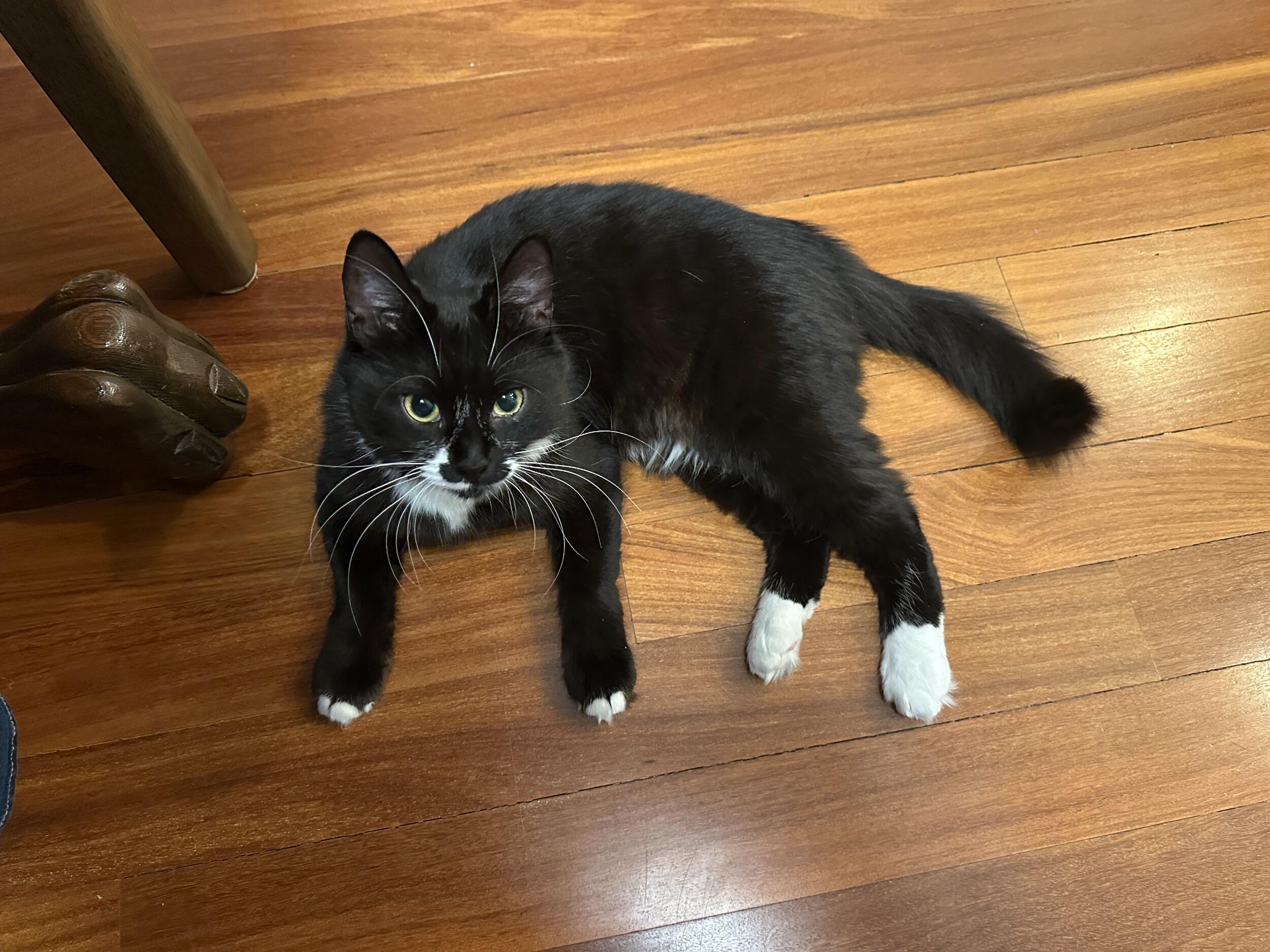 We adopted our first pet, Thelma!!
And no, we haven't watched Thelma and Louise yet.