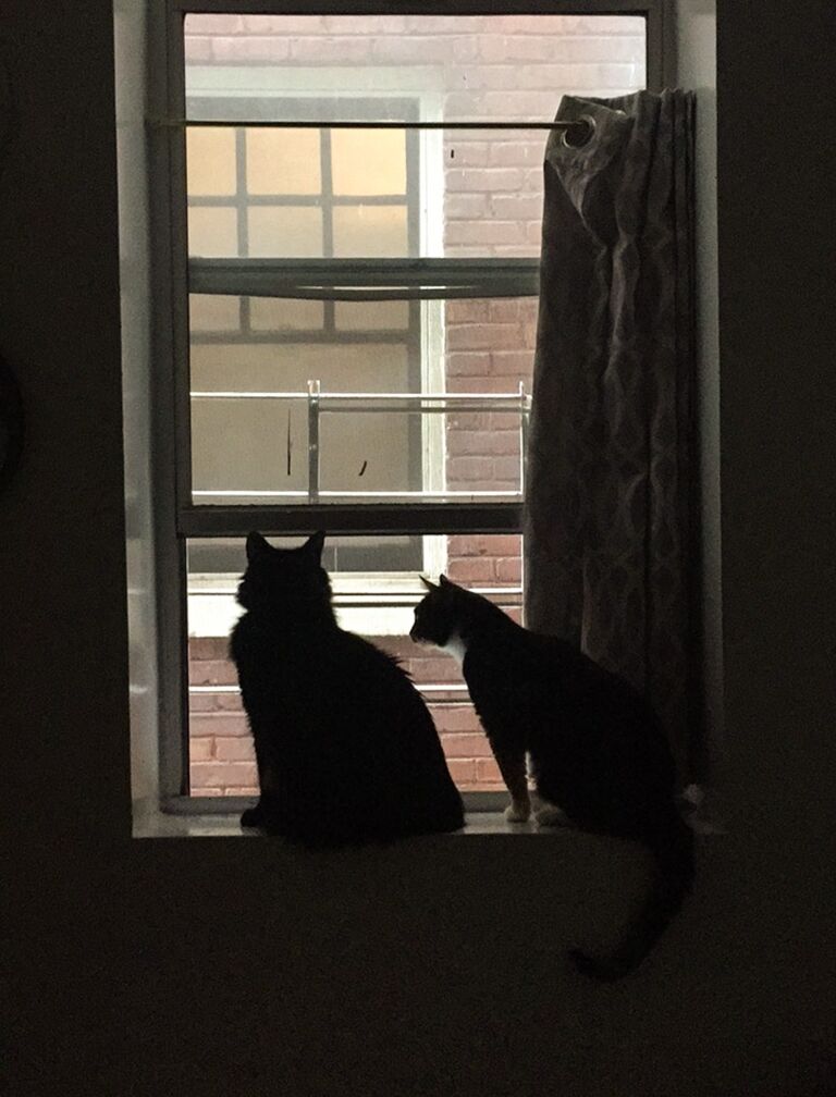 Toulouse & Pico move in together