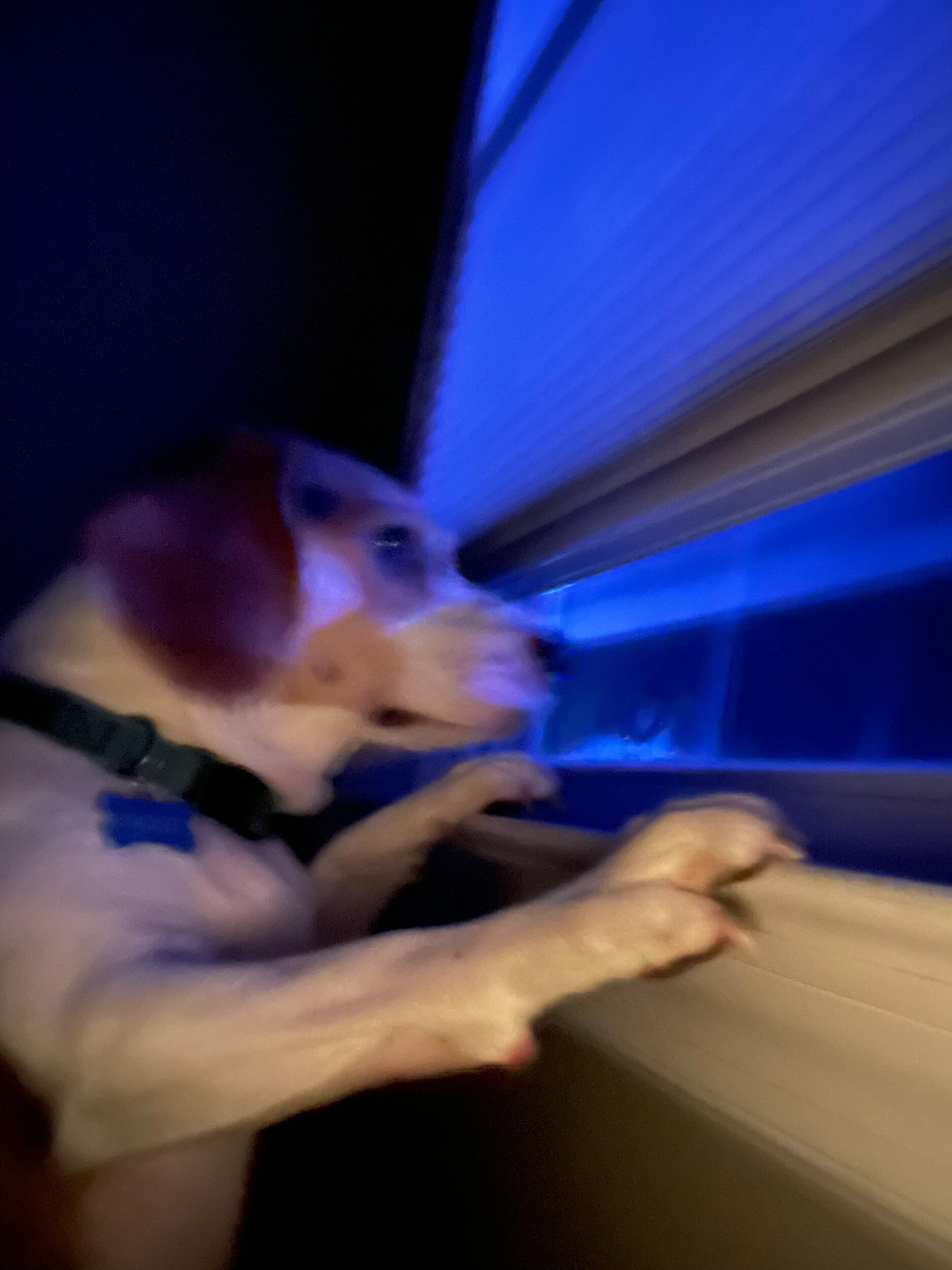 Snout witnesses a shooting ~ Savannah life