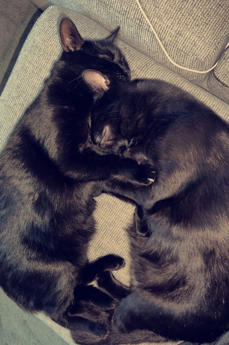 All of the fur babies under one roof.
