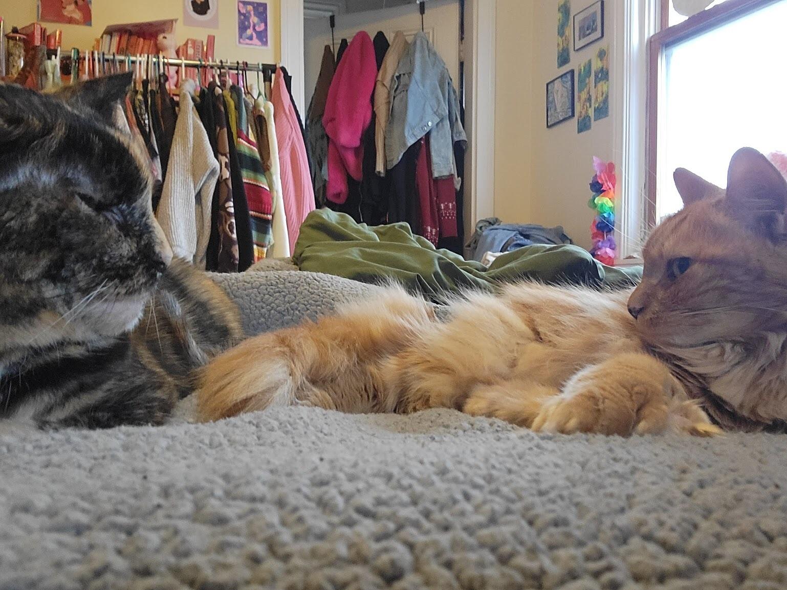 When we moved in together of course our cats came along with us. It was definitely not as fun for them as us, but over time they've learned to tolerate each other! Specifically when it comes dinner time