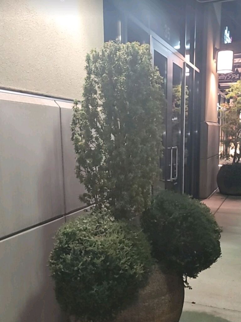 —and yes, that infamous shrub made its debut.