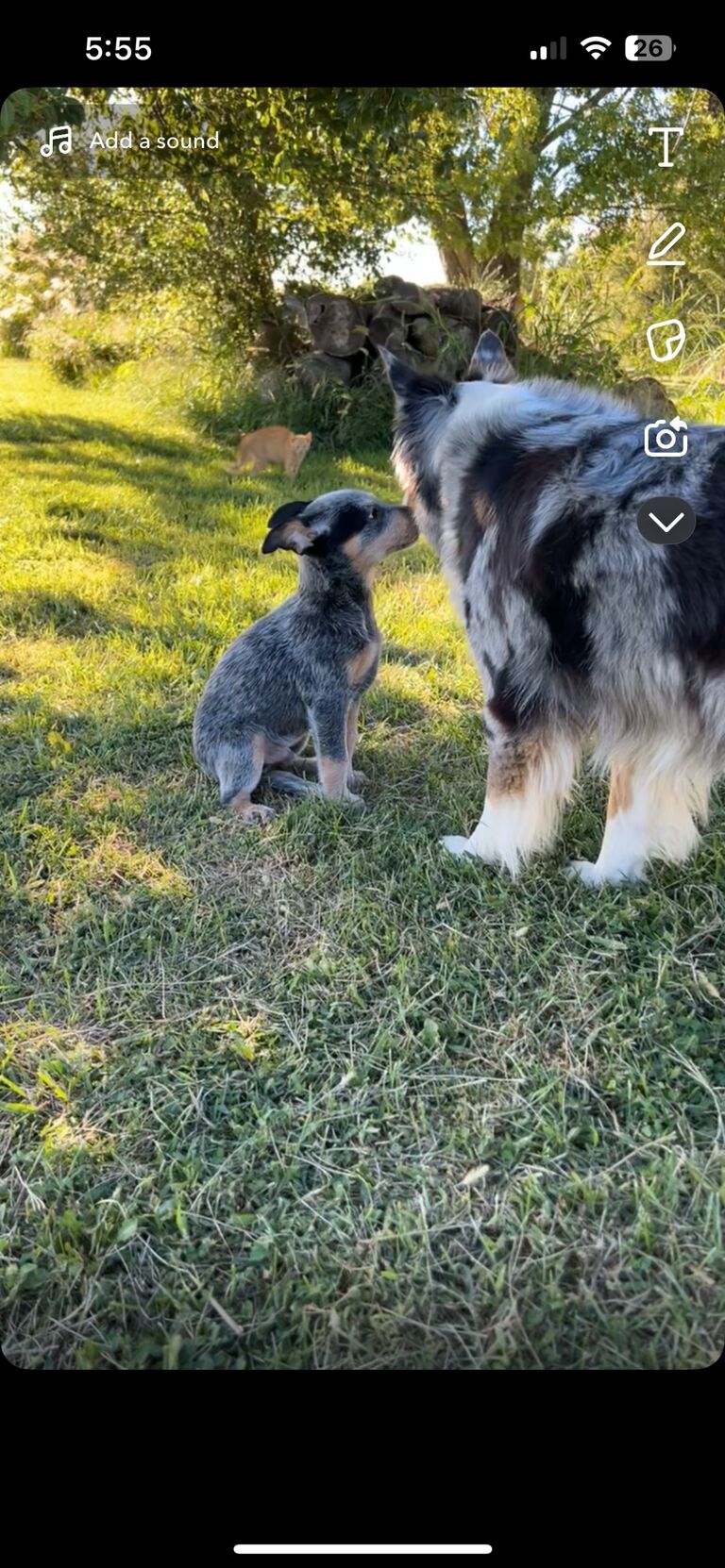 got a new puppy!
