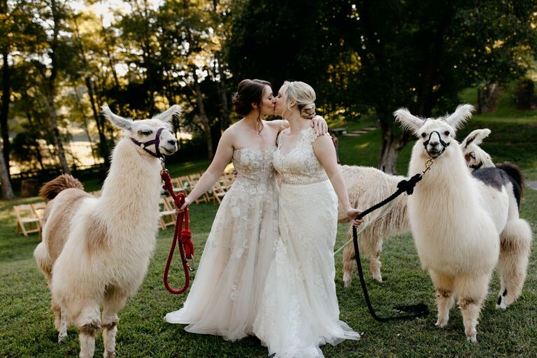 LGBTQ+ couple sharing a kiss and posing with llamas